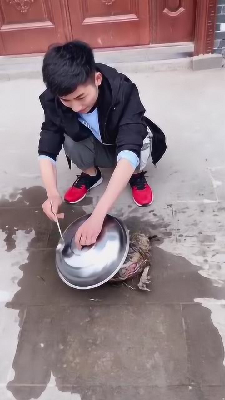 被水淹的鸡该如何挽留生命帅哥敲锅砸铁结果起死回生很暖心