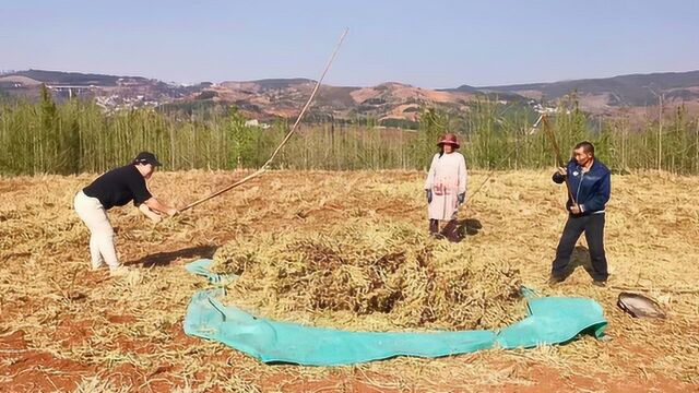 云南农村最原始的打豆子方式,简单而实用,这种东西你们叫什么?