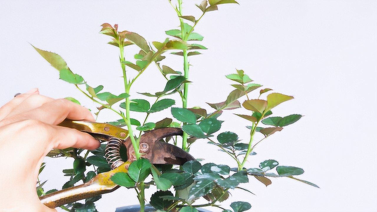月季有这种盲枝再不剪开花少三倍