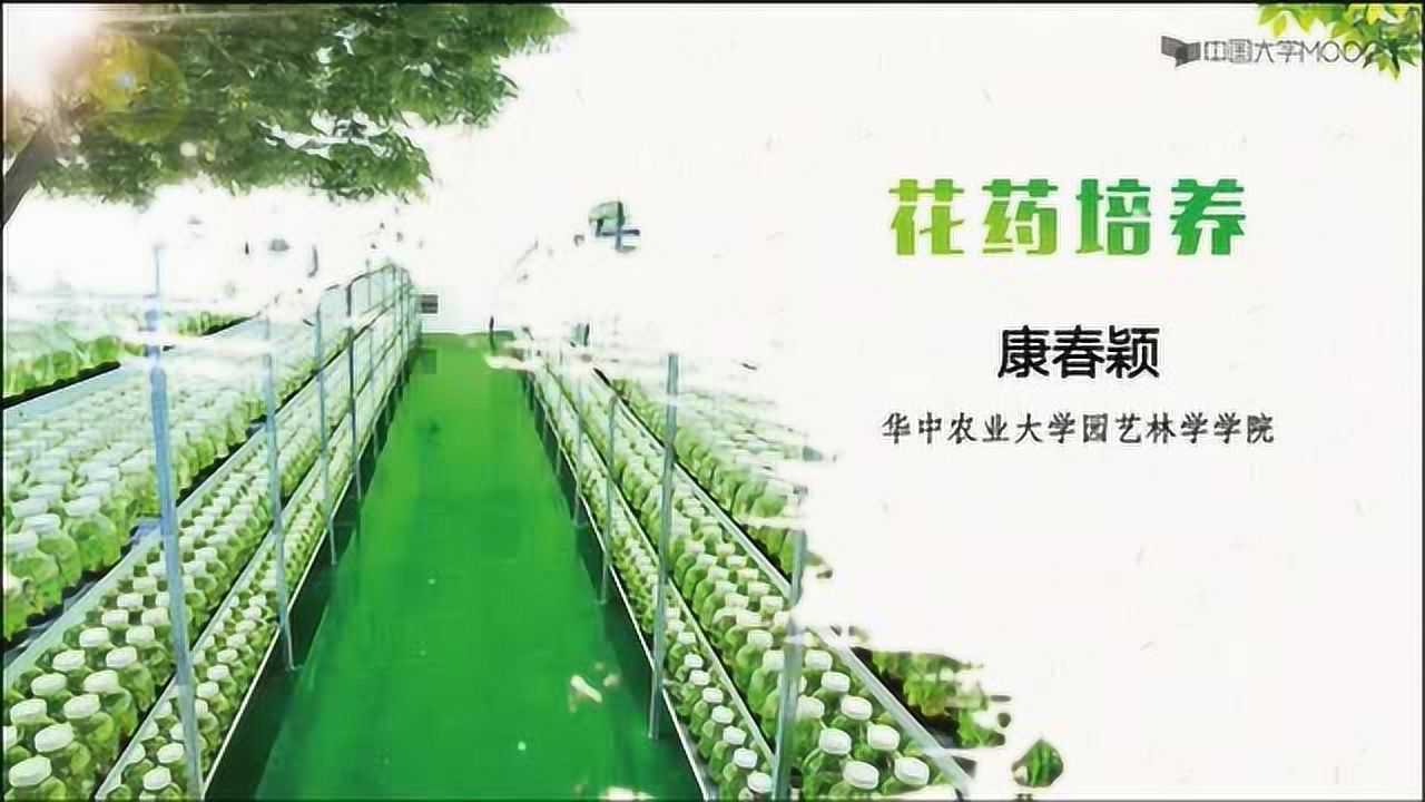 微课——花药离体培养和花粉离体培养_高清
