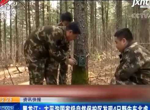 黑龙江:太平沟国家级自然保护区发现4只野生东北虎