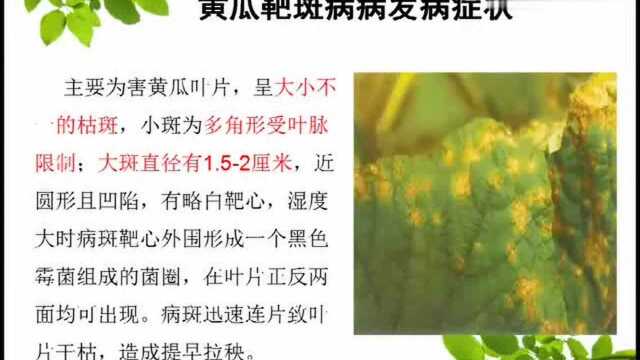 三农小知识:黄瓜靶斑病害及防治方法