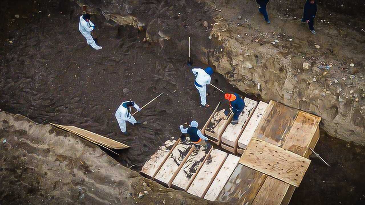 美国大规模埋尸画面曝光征用囚犯在无人岛挖万人坑埋葬尸体