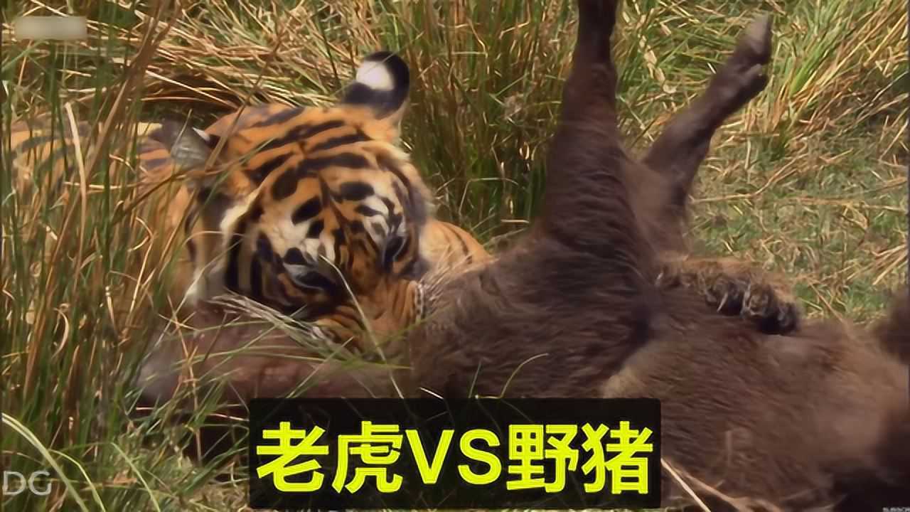 老虎vs野猪,野猪不幸身亡!
