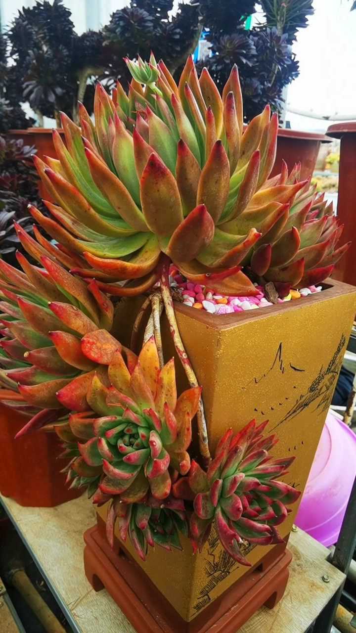 美在你眼里的多肉植物弗兰克悬崖老桩