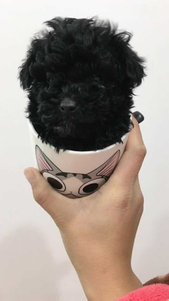 给大家看看这只黑色的茶杯犬感觉还挺不错的