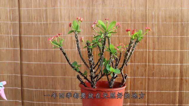 虎刺梅从不开花?解决这几个原因,花朵四季开不断