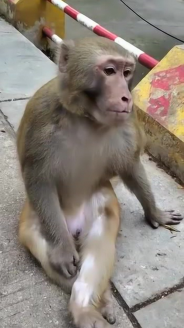 猴子的坐姿真是太霸气了,接下来一幕,看完请忍住别笑