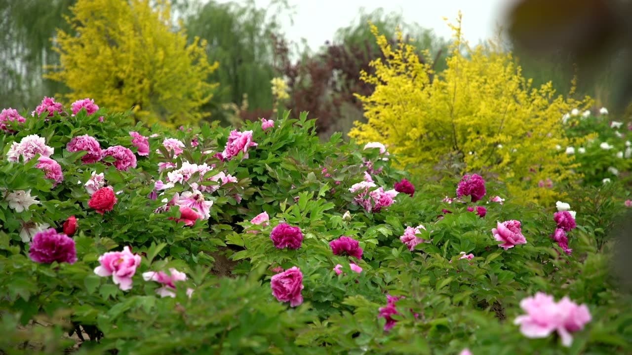 花开西顺河,牡丹园鲜花竞相开放!