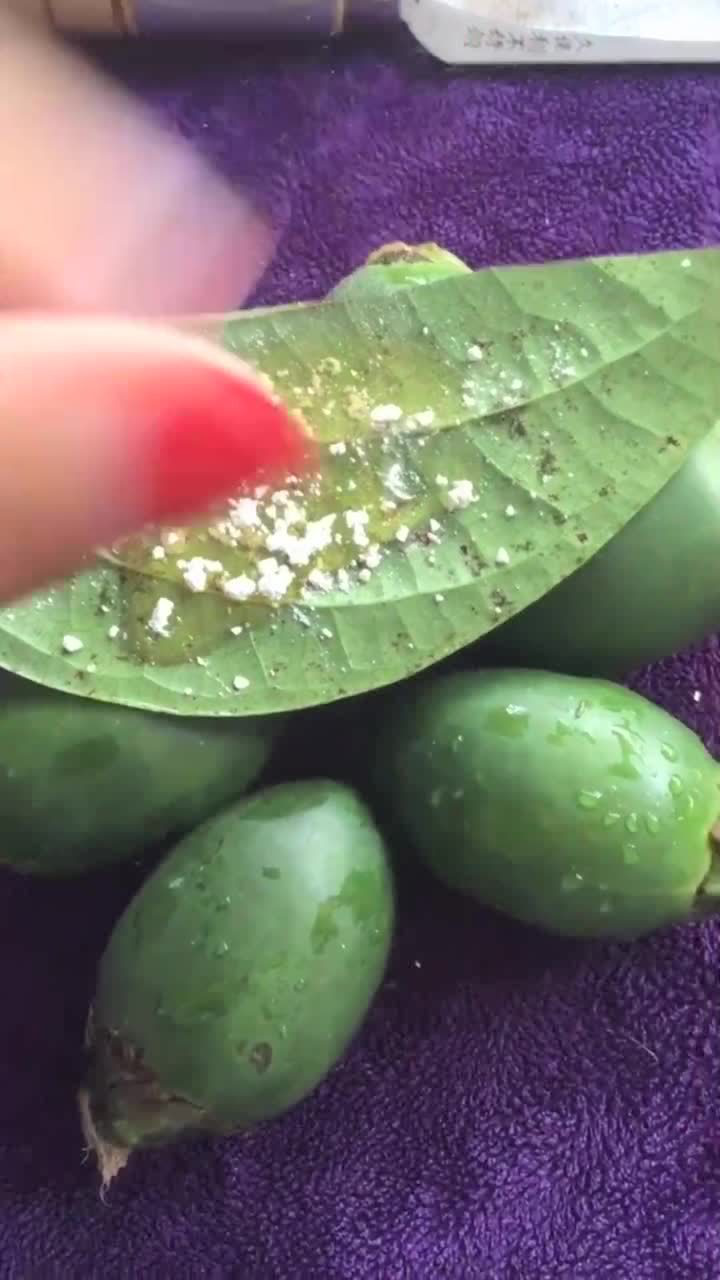 槟榔姐教你怎么吃槟榔贝壳粉就是这样来的槟榔的黄金搭档