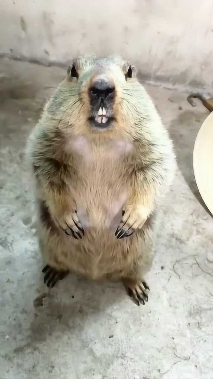 真实的土拨鼠叫声和搞笑动图的声音它是不一样的