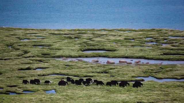 西藏那曲麦地卡湿地保护区,黑颈鹤、赤麻鸭等多种珍稀鸟类的天堂