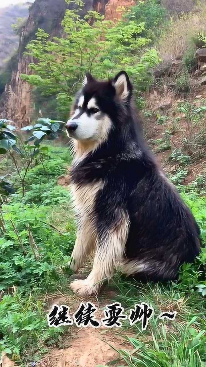 生活在农村的阿拉斯加犬它的名字叫大王它每天陪主人出来巡山