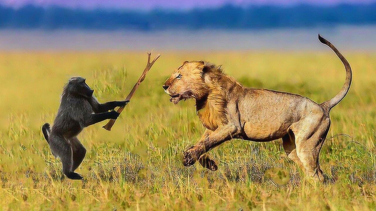 狮子主动挑衅狒狒狒狒谁怂谁是王八蛋不料下秒意外发生了