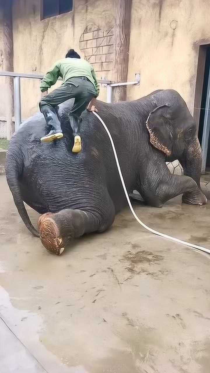 以前腿好的时候爬大象老溜了