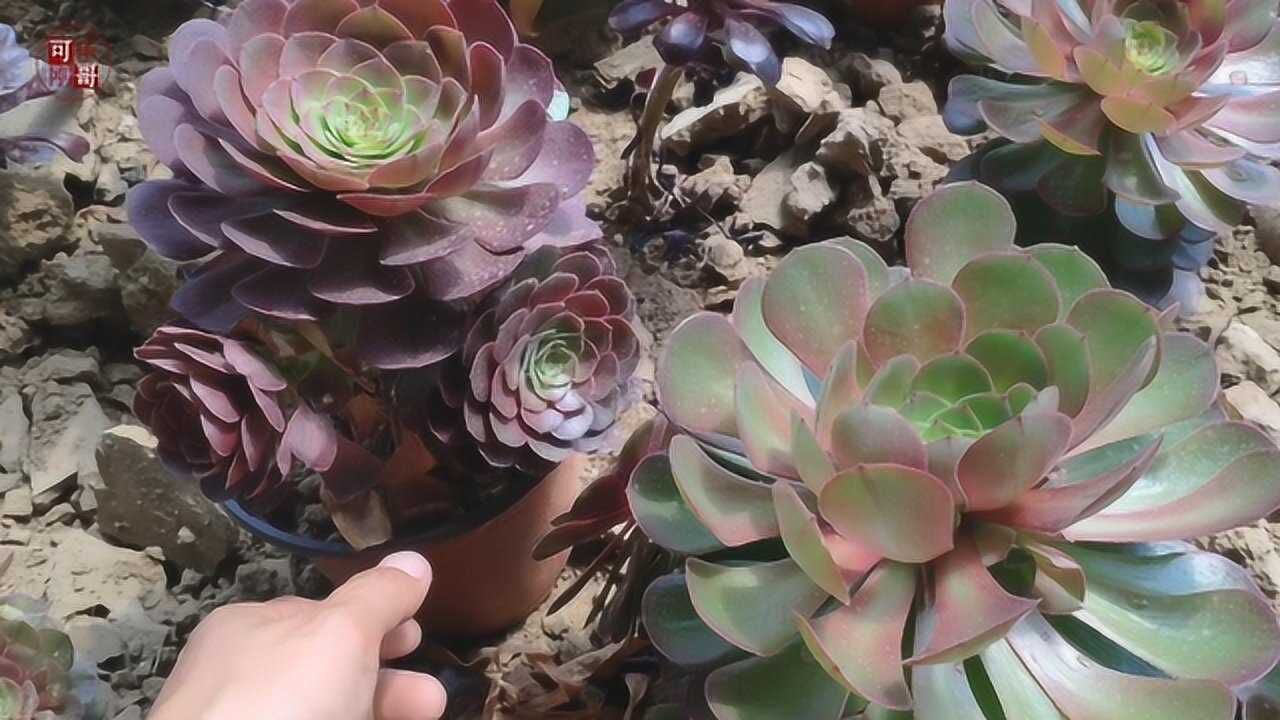 法师多肉徒长穿裙子变成绿色是什么原因?如何控养?