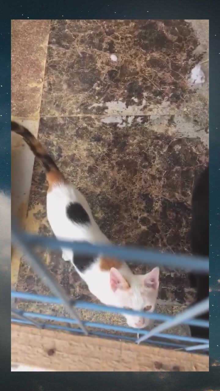 潮汕奇猫潮汕成格猫三色乒乓花太漂亮了