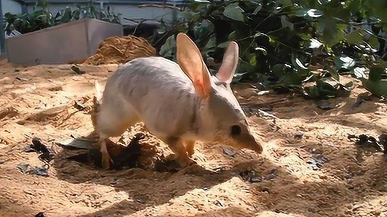 疫情之下澳大利亚兔耳袋狸或濒临灭绝