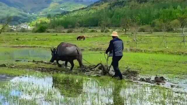 安徽这个地方,依然保留着最原始的农耕方式,老牛耕地这个画面太美了!