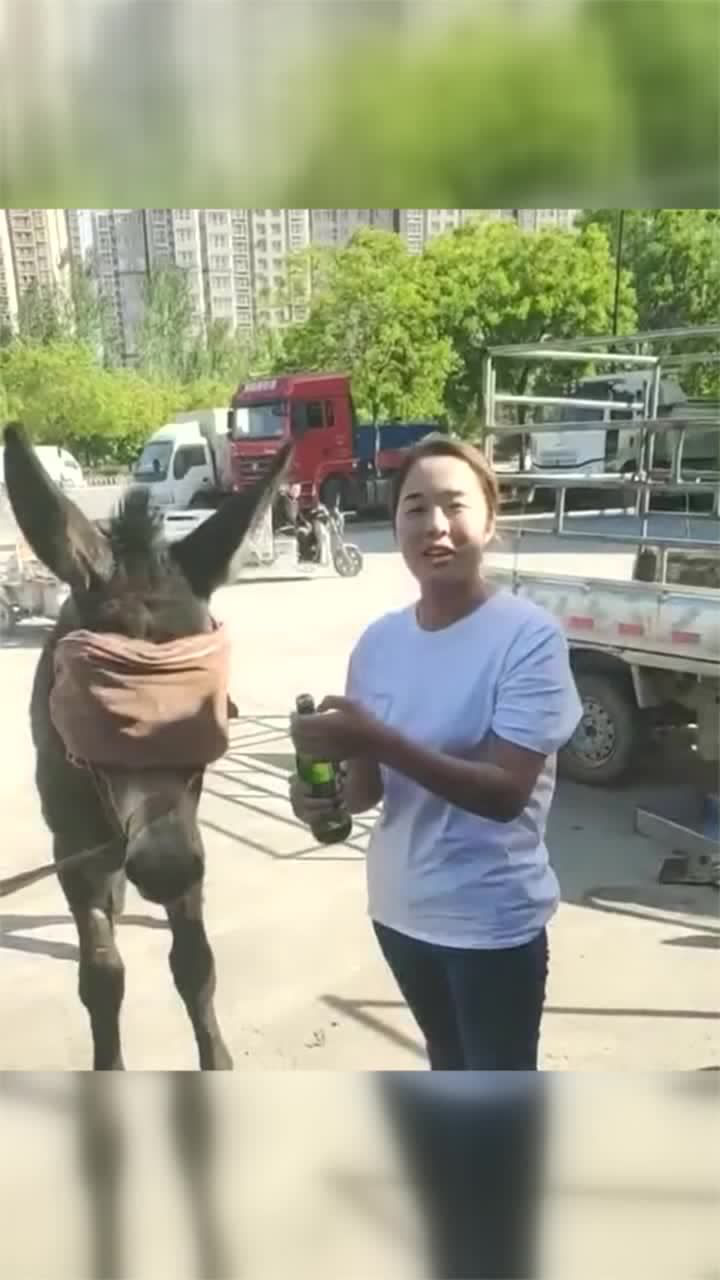 美女屠宰者杀驴之前还是很人性化的这一幕看得我有些难受