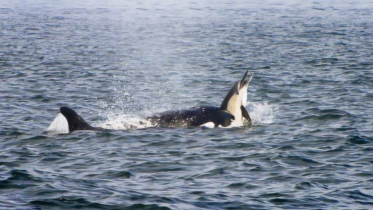 海豚惨遭两只虎鲸攻击,死状十分凄惨,镜头记录全程!