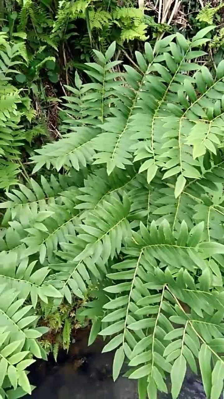 紫萁贯众,可以抗病毒抗真菌,单味泡茶口感还可以