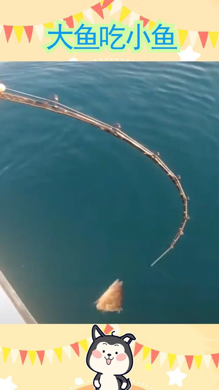 大鱼吃小鱼实在是太真实了