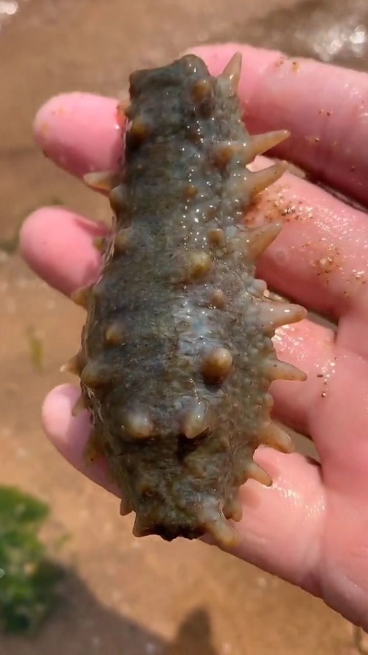 幸运抓超大毛毛虫一只