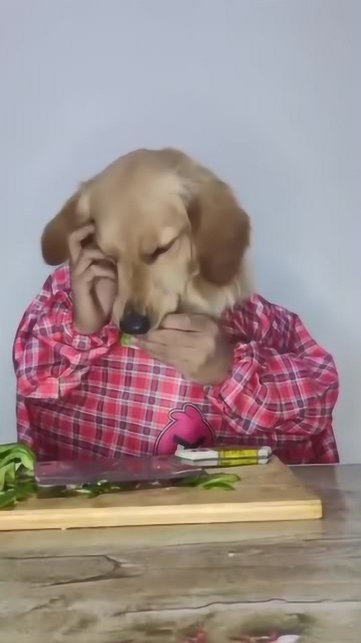 这只狗狗快进化成人了,学会做饭了!