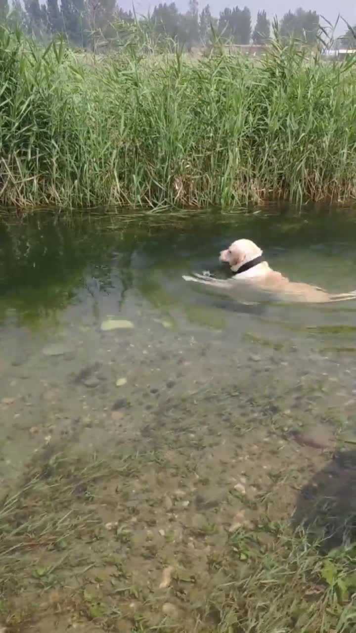 最正宗的狗刨式游泳头露在水面上四肢捣水不会游的学着点