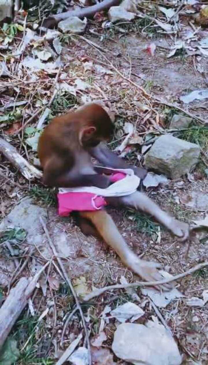 猴子穿衣服_腾讯视频