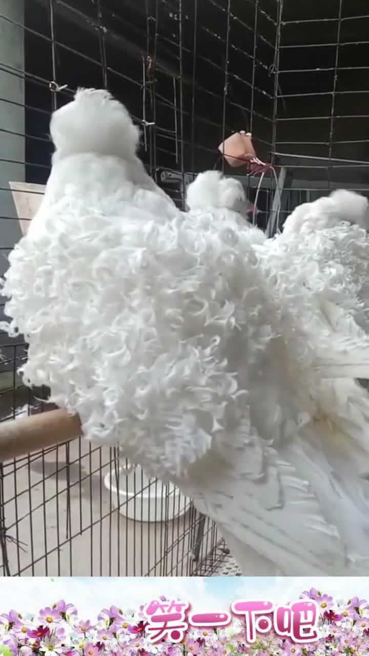 两只烫了卷毛的鸽子,就是这个品种还是怎么回事,懂的人过来说说!