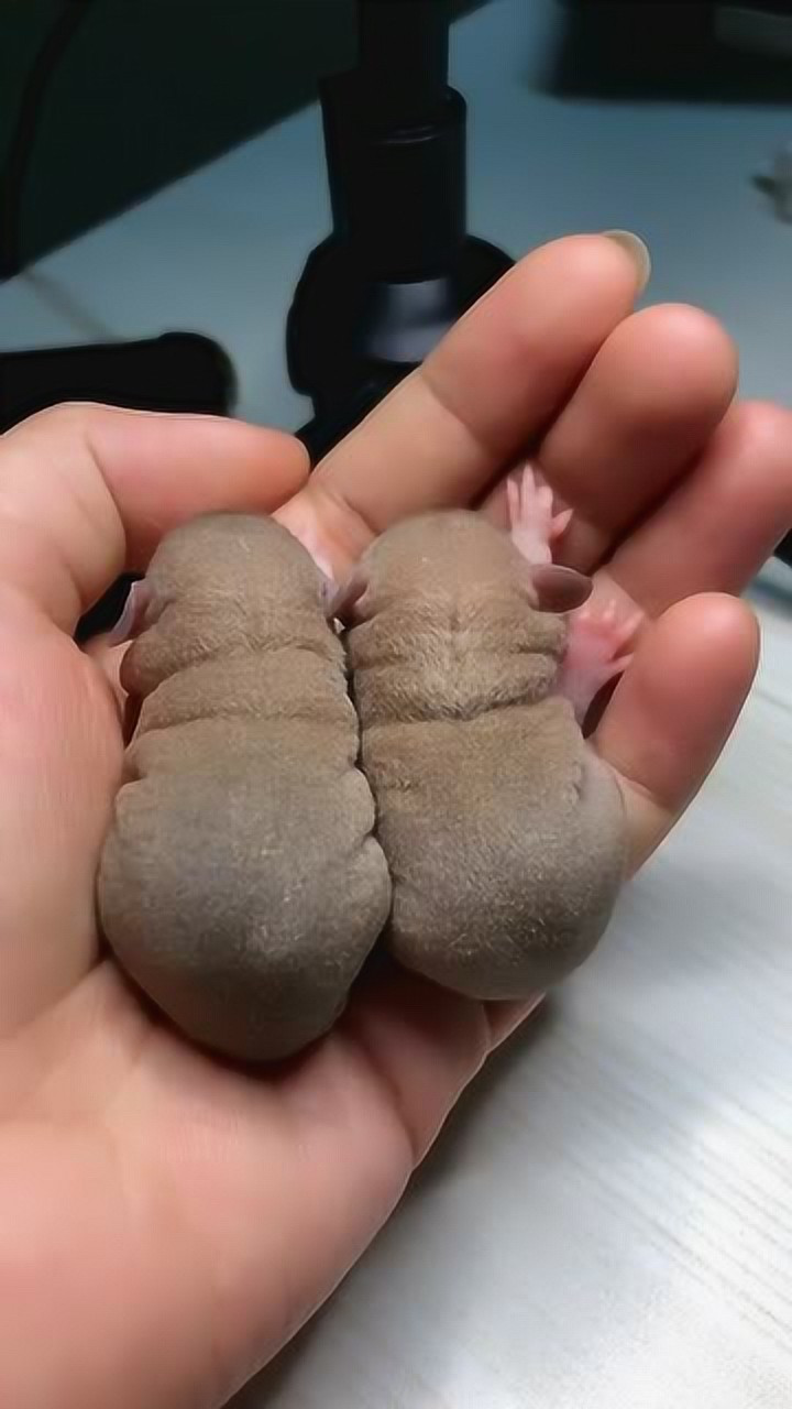 这是刚生下来的茶杯犬,没想到竟这么小,真是让我开眼了!