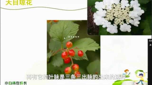 NO.9天目琼花课堂