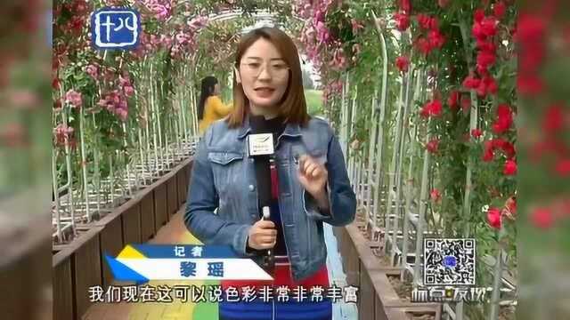 南京:徜徉永宁花海 享受慢生活