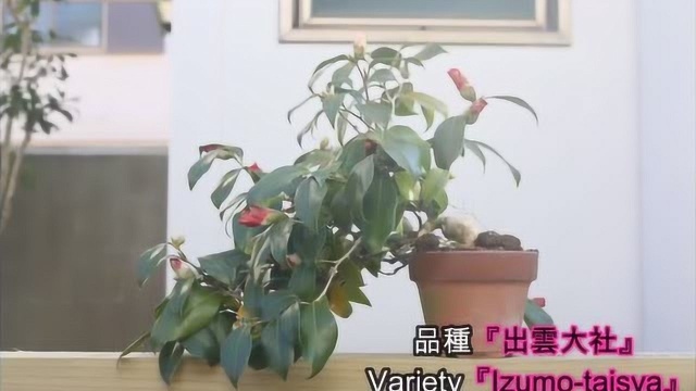 茶花树盆景如何制作造型优美?日本园艺大师全过程展示制作过程!