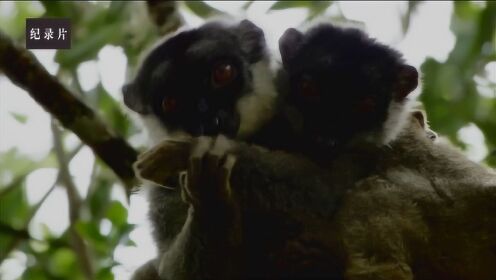 马达加斯加岛狐猴家族进化史！庞大狐猴家族的形成并非一朝一夕！