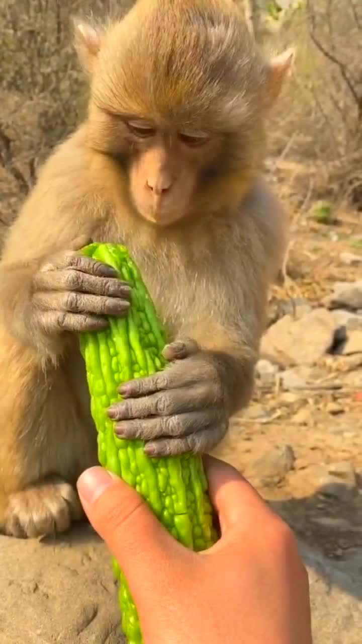 猴子吃苦瓜,品尝后有什么想法估计已经怀疑人生了吧