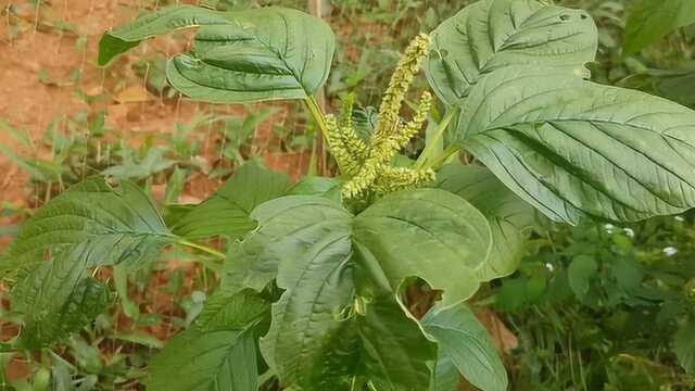 路边常见野草,全草和种子都能入药,煎汤治疗肠炎、咽炎