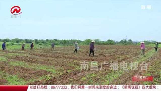 进贤新闻 乡村振兴看进贤:发展特色种植 助力农民增产增收