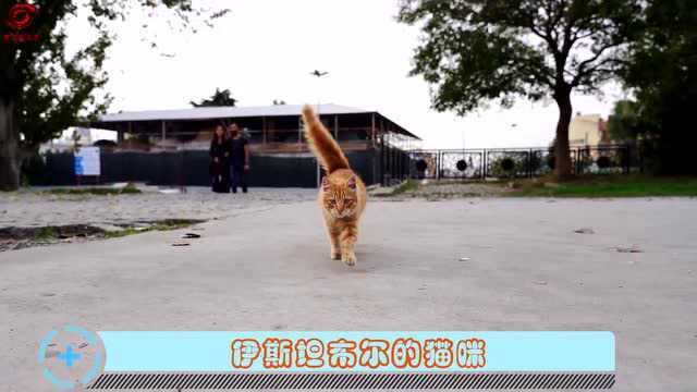 有名的吸猫胜地:猫咪多达200万只,还专门为猫咪建雕塑