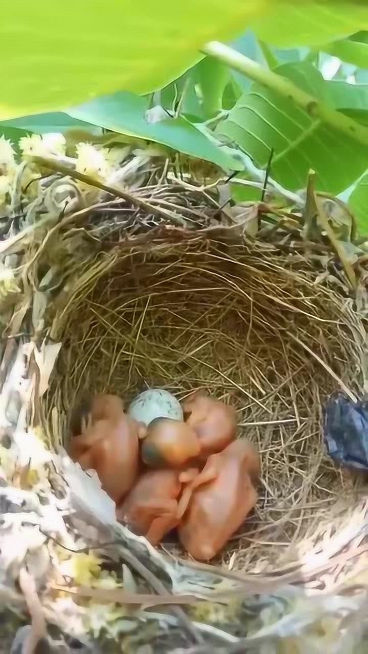 刚出生的小鸟原来是这个样子的,浑身透明,脑壳都清晰可见!