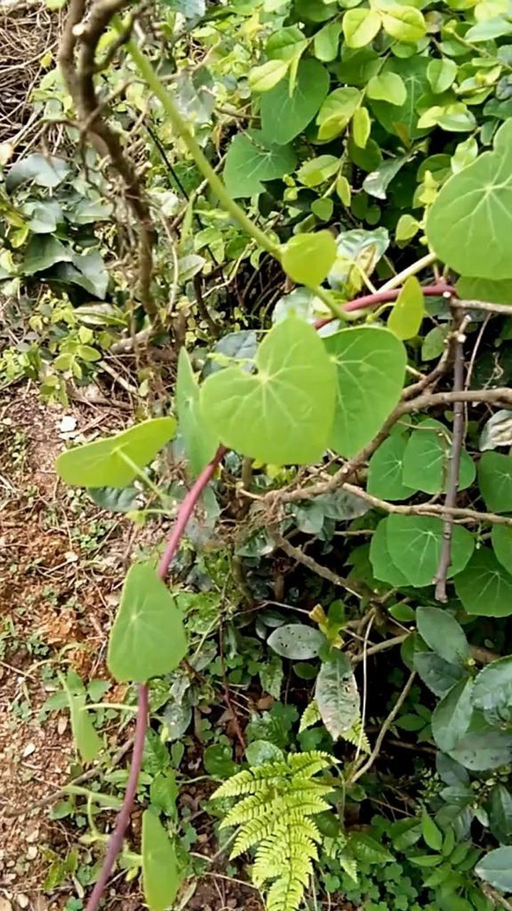 这种植物叫金线吊乌龟,我们这里叫山乌龟,药用价值很高的