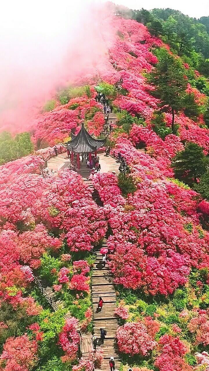 湖北麻城龟峰山开满杜鹃花