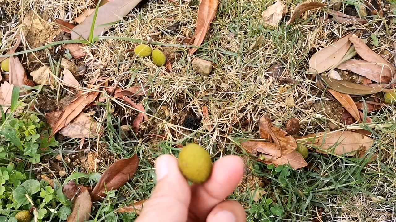贵州少数民族真牛