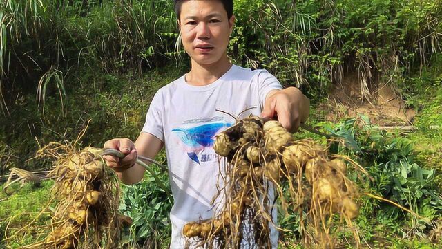 种植四亩黄精能赚多少钱,说出来你可能不信,有人说要发财了