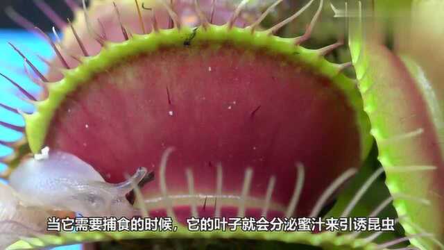 捕蝇草是怎样捕捉黄蜂的?看完视频感觉世界充满惊奇