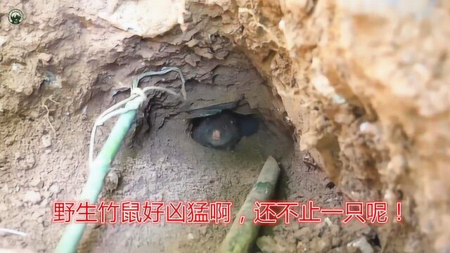 小熏野营记03:在竹林里发现一个竹鼠洞,来看这次能挖到几只?