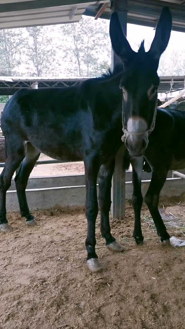这头驴长的真标志真是一头标准帅驴不错吧
