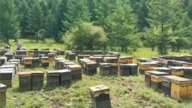 一起走进蜂场,夏季养蜂人来到山里繁蜂,意蜂双王群“度夏繁蜂”